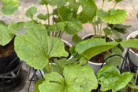 Trồng cây gia vị đắt đỏ, người đàn ông Đà Lạt không kịp bán