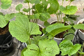 Trồng cây gia vị đắt đỏ, người đàn ông Đà Lạt không kịp bán