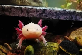 Ngạc nhiên khả năng tái sinh bộ phận cơ thể của các loài động vật