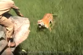 Hổ vồ đứt 2 ngón tay bảo vệ rừng đang cưỡi voi