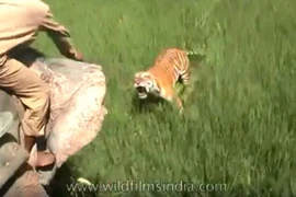 Hổ vồ đứt 2 ngón tay bảo vệ rừng đang cưỡi voi