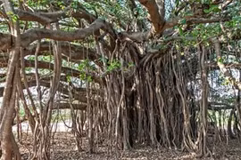 Cây đa cổ thụ rộng nhất thế giới, cành cao nhất bằng nhà 6 tầng