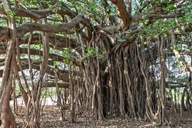 Cây đa cổ thụ rộng nhất thế giới, cành cao nhất bằng nhà 6 tầng