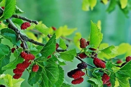 Loại cây là khắc tinh của Thần Tài, tuyệt đối không trồng trước cửa