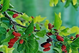 Loại cây là khắc tinh của Thần Tài, tuyệt đối không trồng trước cửa