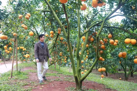 Rủ khách thăm vườn, lão nông ở Bắc Giang thu tiền tỷ mỗi năm