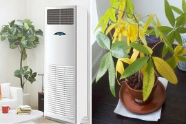 Cây cảnh tuyệt đối không đặt ở 3 vị trí "tử huyệt" này