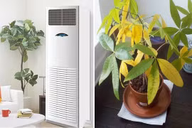 Cây cảnh tuyệt đối không đặt ở 3 vị trí "tử huyệt" này