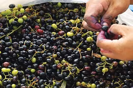 Mọc dại ở bờ rào nay dân hái bán thu 300.000 đồng/ngày