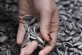 Người đàn ông nôn ra 700ml máu sau khi ăn hạt hướng dương