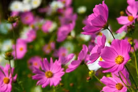 9 ngày tới đây, 3 con giáp được Thần Tài ban lộc