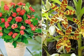 4 loại cây cảnh vừa hút tài lộc vừa xua đuổi tà khí