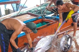 Ngư dân bán cá ngừ 40-50 kg vừa đánh bắt từ Trường Sa