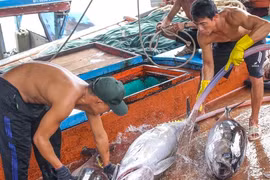 Ngư dân bán cá ngừ 40-50 kg vừa đánh bắt từ Trường Sa