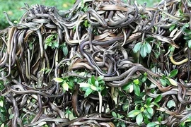 ‘Hòn đảo tử thần’ nơi hàng vạn con rắn độc ngự trị