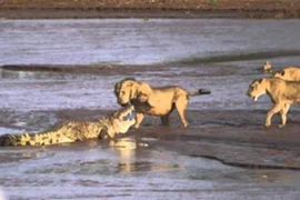 Cá sấu “chiến đấu” với 3 con sư tử 