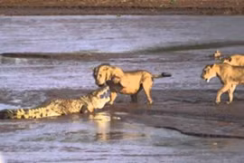 Cá sấu “chiến đấu” với 3 con sư tử 