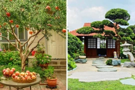 Trong sân nhà trồng 3 cây, tài lộc kéo dài trăm năm