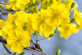 Người sinh vào 4 ngày Âm lịch này ôn hòa, hậu vận phú quý