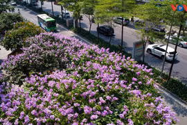 Lãng mạn sắc tím bằng lăng trên phố phường Hà Nội