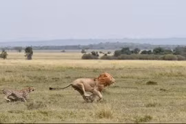 Báo săn nhỏ con rượt đuổi sư tử, bảo vệ con non