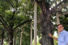 4 cây cổ thụ đang hot ở Sóc Trăng là giống cây gì?