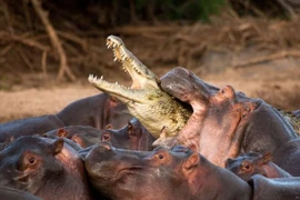Cá sấu bị hà mã “hành hung” tơi bời vì tội “nhiều chuyện” 