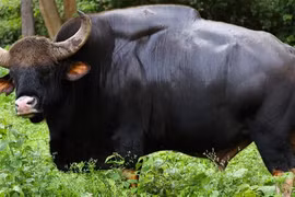 Loài lớn nhất và cao nhất trong số các loài gia súc hoang dã