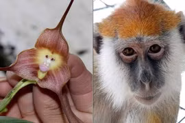 Bí ẩn về loài phong lan mặt khỉ ở Nam Mỹ 