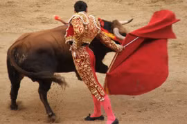 Bò tót bị mù màu, vì sao chúng lại 'nổi điên' với màu đỏ? 