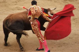 Bò tót bị mù màu, vì sao chúng lại 'nổi điên' với màu đỏ? 