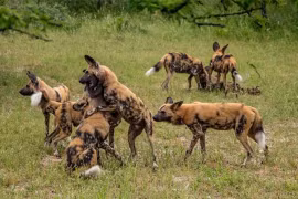 Chó hoang là loài vật săn mồi có tỷ lệ thành công cao nhất 