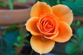 3 con giáp nhanh trí, khôn ngoan, vượng khí dồi dào