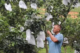 Vườn bưởi da xanh nhìn đâu cũng thấy trái của nông dân Hòa Bình 