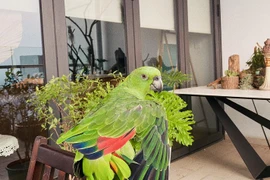Những chú vẹt có giá nghìn đô: Biết nói tiếng người, hát hay, nhảy múa