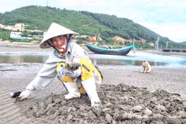 Cào con ngao nhớt, người dân vùng biển Thanh Hóa có ngay tiền tươi