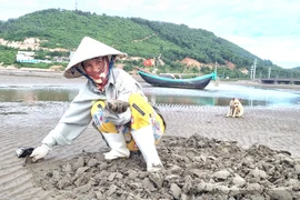 Cào con ngao nhớt, người dân vùng biển Thanh Hóa có ngay tiền tươi