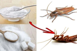 6 mẹo đuổi gián cực kỳ hiệu quả, không tốn một xu