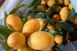 Loại quả vàng óng, hội tụ hương thơm từ 4 thứ quả