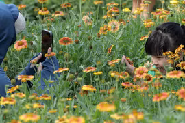 Cánh đồng hoa cúc bạt ngàn ở Cửa Lò níu chân du khách 