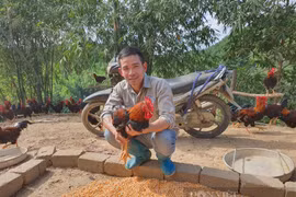 Về quê nuôi gà Mía thả đồi, 8X Hòa Bình thu hàng trăm triệu/năm