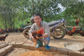 Về quê nuôi gà Mía thả đồi, 8X Hòa Bình thu hàng trăm triệu/năm