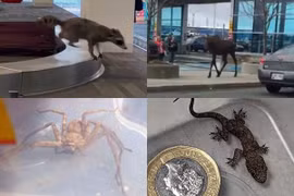 Những "phi vụ" động vật xuất hiện ở sân bay khiến hành khách choáng