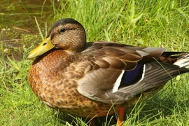 Vịt cỏ Vân Đình khác biệt với các loại thịt vịt khác thế nào?