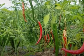 Mua ớt cứ nhìn vào điểm này, không cần thử cũng biết độ cay