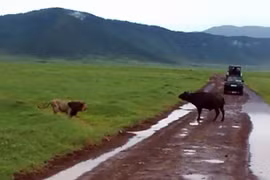 Video: Tự tin sức mạnh, sư tử tấn công trâu rừng và kết đắng 