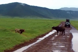 Video: Tự tin sức mạnh, sư tử tấn công trâu rừng và kết đắng 