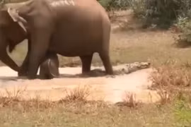 Video: Voi mẹ dũng cảm bảo vệ con khỏi hàm cá sấu