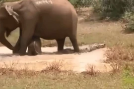 Video: Voi mẹ dũng cảm bảo vệ con khỏi hàm cá sấu