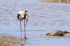 Video: 3 con chim săn mồi khét tiếng tranh nhau miếng ăn